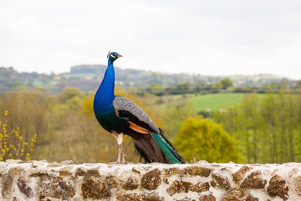 Bed and Breakfast Le Mas Des Roches Proche Puy Du Fou Saint-Paul-en-Pareds Exteriér fotografie